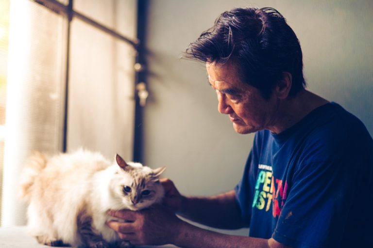 pet, cat, animal, cute, nature, portrait, adorable, fluffy, care, sweet