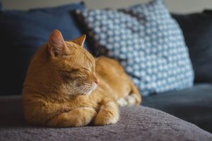 cat, red cat, cat's eyes, pet, lying cat, dream, domestic cat, a well-groomed cat, calm cat, relaxation, sleeping cat, animal, rest, dachowiec