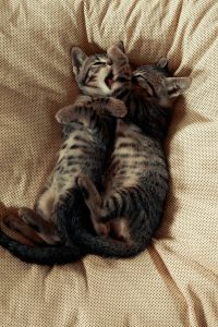Two playful tabby kittens cuddling close-up on a soft fabric backdrop, captured indoors.
