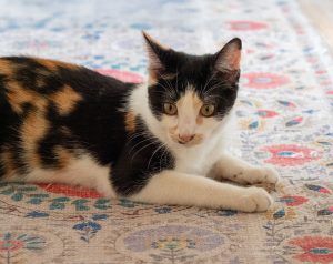 Charming calico cat lounging on a vibrant patterned rug, exuding warmth and coziness.