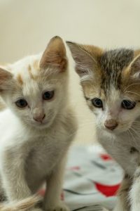 Close-up of two cute kittens sitting indoors, looking curious.