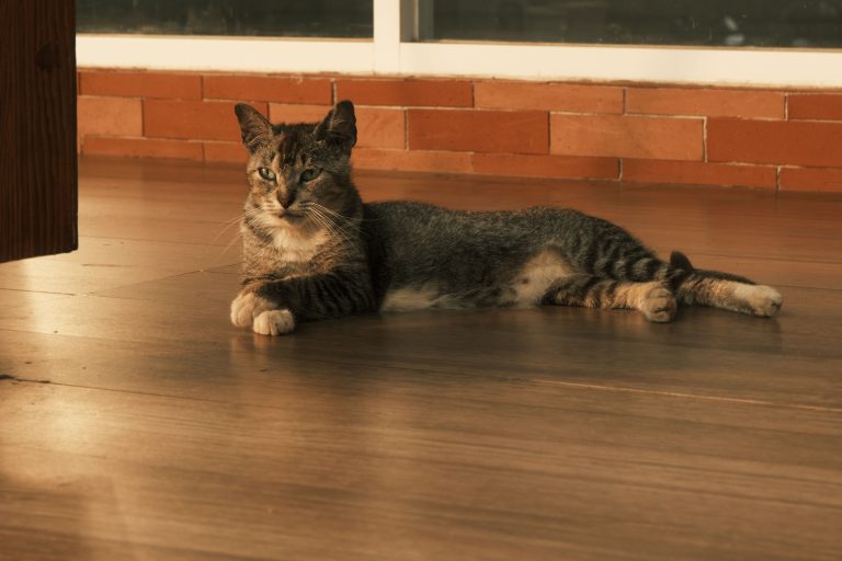 Calm gray tabby cat lounging indoors in warm sunlight in Jakarta, Indonesia.